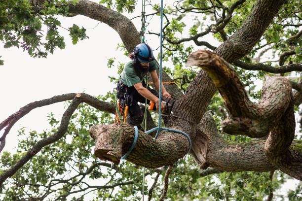 Trusted Stuart, FL Tree Services Experts